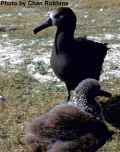 Черноногий альбатрос фото (Phoebastria nigripes) - изображение №56 onbird.ru.<br>Источник: birdsvoices.net
